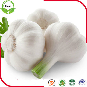 2016 Nouvelle récolte Fresh Normal White White White Garlic